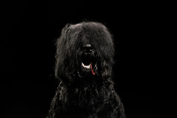 portrait of a dog on a black background