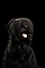 portrait of a dog on a black background