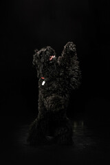 portrait of a dog on a black background