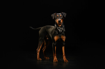 portrait of a dog on a black background