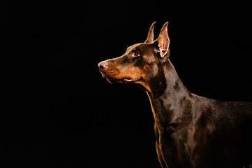 portrait of a dog on a black background