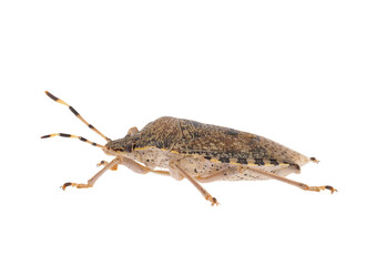 Mottled shieldbug isolated on white background, Rhaphigaster nebulosa