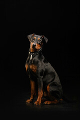 portrait of a dog on a black background