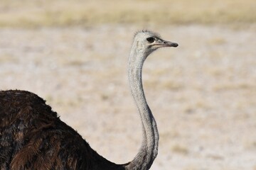 Strauß (struthio camelus) im Etoscha Nationalpark.