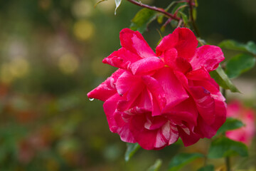 Róża, kwiat, płatek, flora, kwiat, kwitnąć, roślina, jesień, ogród, natura, romantyczny,...
