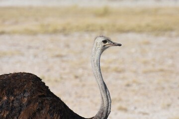 Strauß (struthio camelus) im Etoscha Nationalpark.