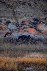 Wild (feral) horses in Theodore Roosevelt National Park, North Dakota