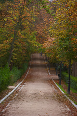 alley, autumn, fall, park, landscape, nature, environment, wood, scene, outside, season, scenery, leaf, light, tree, color, natural, foliage,