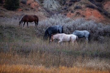 Wild (feral) horses in Theodore Roosevelt National Park, North Dakota