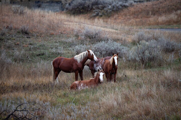 Wild (feral) horses in Theodore Roosevelt National Park, North Dakota