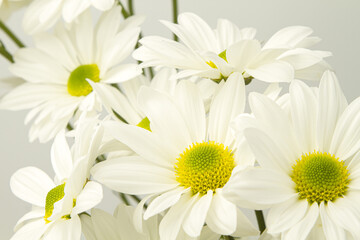 White chrysanthemums on a white background. Bouquet of flowers