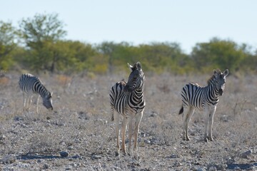 Fototapeta na wymiar Steppenzebras in der Dornbuschsavanne im Etoscha Nationalpark in Namibia. 