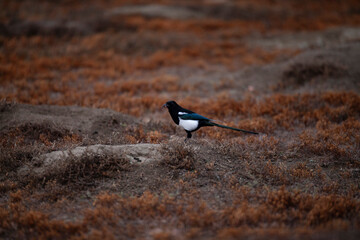 Magpie eating a worm in Theodore Roosevelt National Park, North Dakota