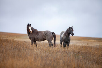 Wild (feral) horses in Theodore Roosevelt National Park, North Dakota - obrazy, fototapety, plakaty