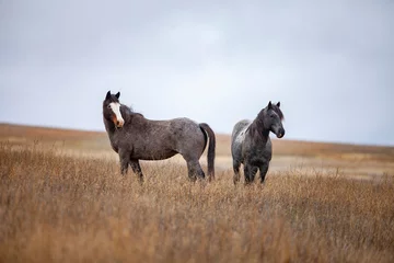 Fototapete Wild (feral) horses in Theodore Roosevelt National Park, North Dakota © Bob Gross