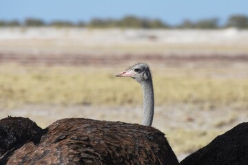 Strauß (struthio camelus) im Etoscha Nationalpark.