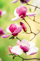 Obraz premium Magnolia spring flowers