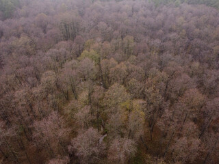 Aerial drone view of foggy autumn deciduous forest in the morning. Top view of leafless trees in the forest in the late fall season. Brown, green and yellow trees. Ecology and environment