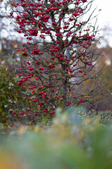 Red miniature apples on a tree branch in the autumn garden