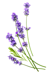 Tuinposter Several Fresh beautiful Lavender flowers on a white © Soho A studio