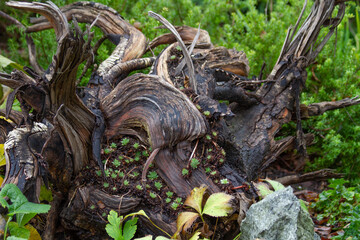 The roots of the old tree in the forest, close-up