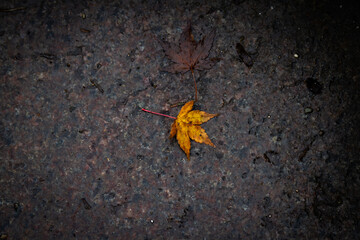 Maple leaf on the ground in autumn. Selective focus.