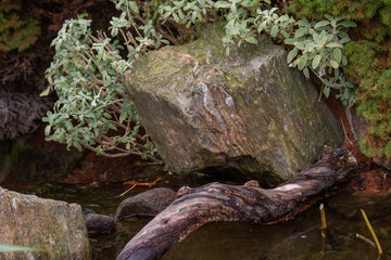 Close up of a tree trunk in a small creek in the woods