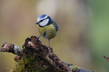 Blaumeise (Cyanistes caeruleu) 
