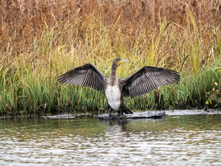 Kormoran (Phalacrocorax carbo)