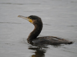 Kormoran (Phalacrocorax carbo)