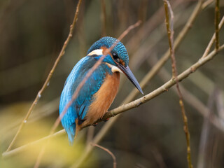 Eisvogel (Alcedo atthis)