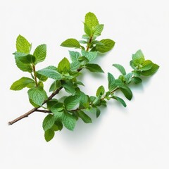 Mint Branches