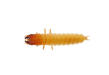 Ground beetle larva isolated on white background, Carabidae sp