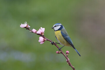 Blaumeise (Cyanistes caeruleu)