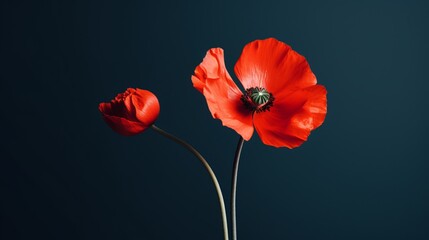 Obraz premium Poppy flowers in the studio. Concept of minimalism and elegance
