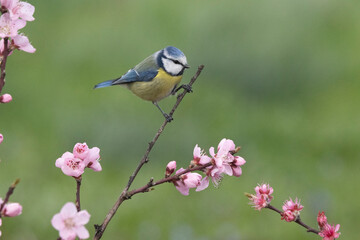 Obraz premium Blaumeise&nbsp;(Cyanistes caeruleu)