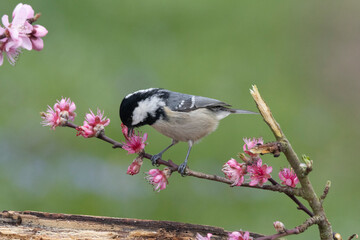 Naklejka premium Tannenmeise (Periparus ater)