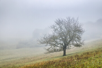 Obraz na płótnie Canvas Misty autumn morning landscape with tranquil lonely tree.