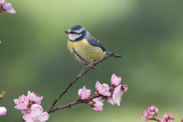 Blaumeise (Cyanistes caeruleu)