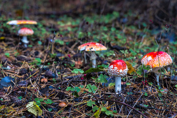 Group of Red Toadstools in close-Up view in natural environment of autumn forest