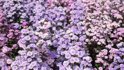 Close-up of a delicate purple wildflower. Symbol of spring and new beginnings, beauty nature.