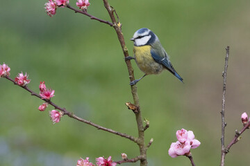 Blaumeise (Cyanistes caeruleu)