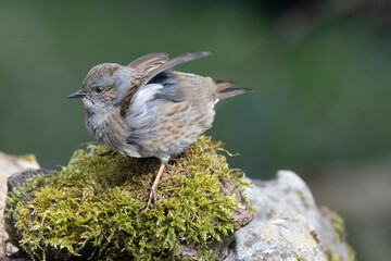 Heckenbraunelle (Prunella modularis)