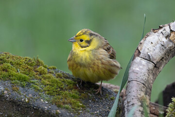 Goldammer (Emberiza citrinella)