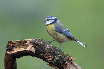 Blaumeise (Cyanistes caeruleu)