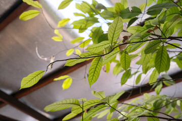 Branch with multiple green leaves under the hot sunny day in a beautiful and cosy cafe in the downtown of George Town, Penang, Malaysia.