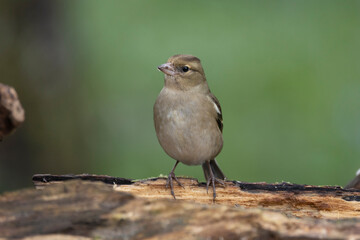 Buchfink (Fringilla coelebs)
