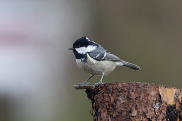 Tannenmeise (Periparus ater)