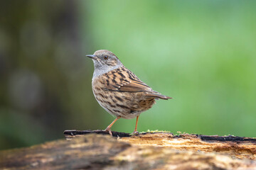 Heckenbraunelle (Prunella modularis)