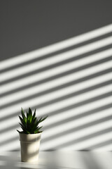 white background with shadows and plant - obrazy, fototapety, plakaty
